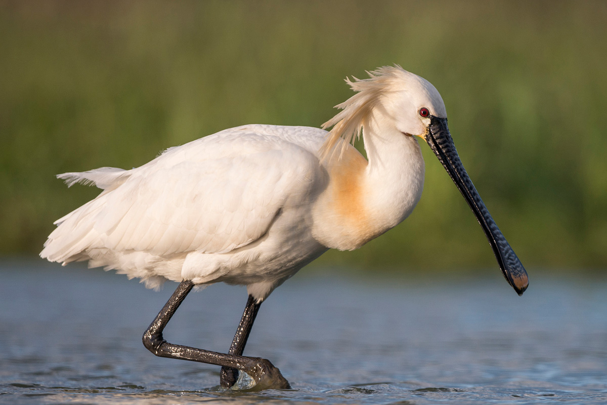 Eurasian Spoonbill