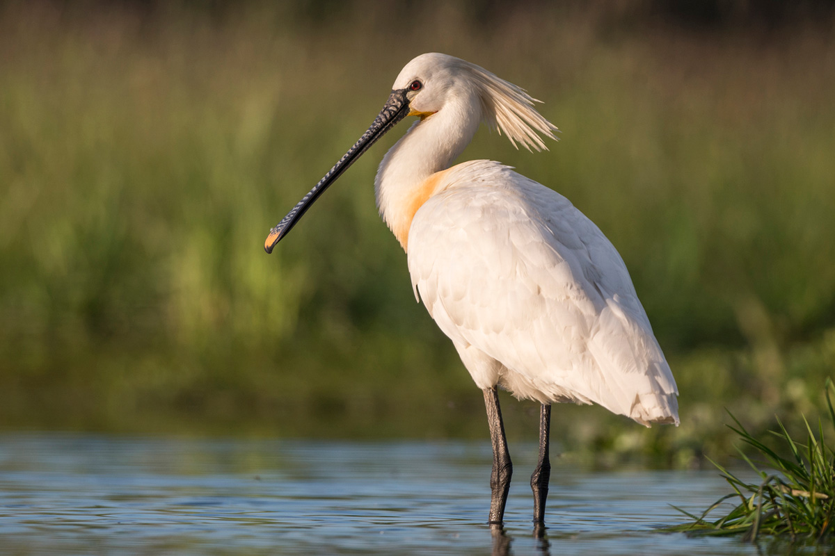 Eurasian Spoonbill