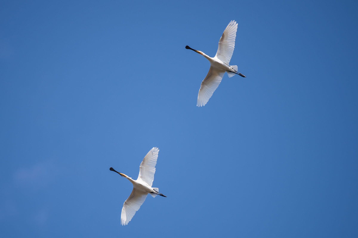 Eurasian Spoonbill