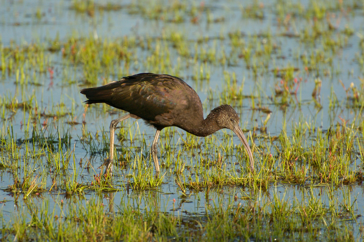 Glossy Ibis