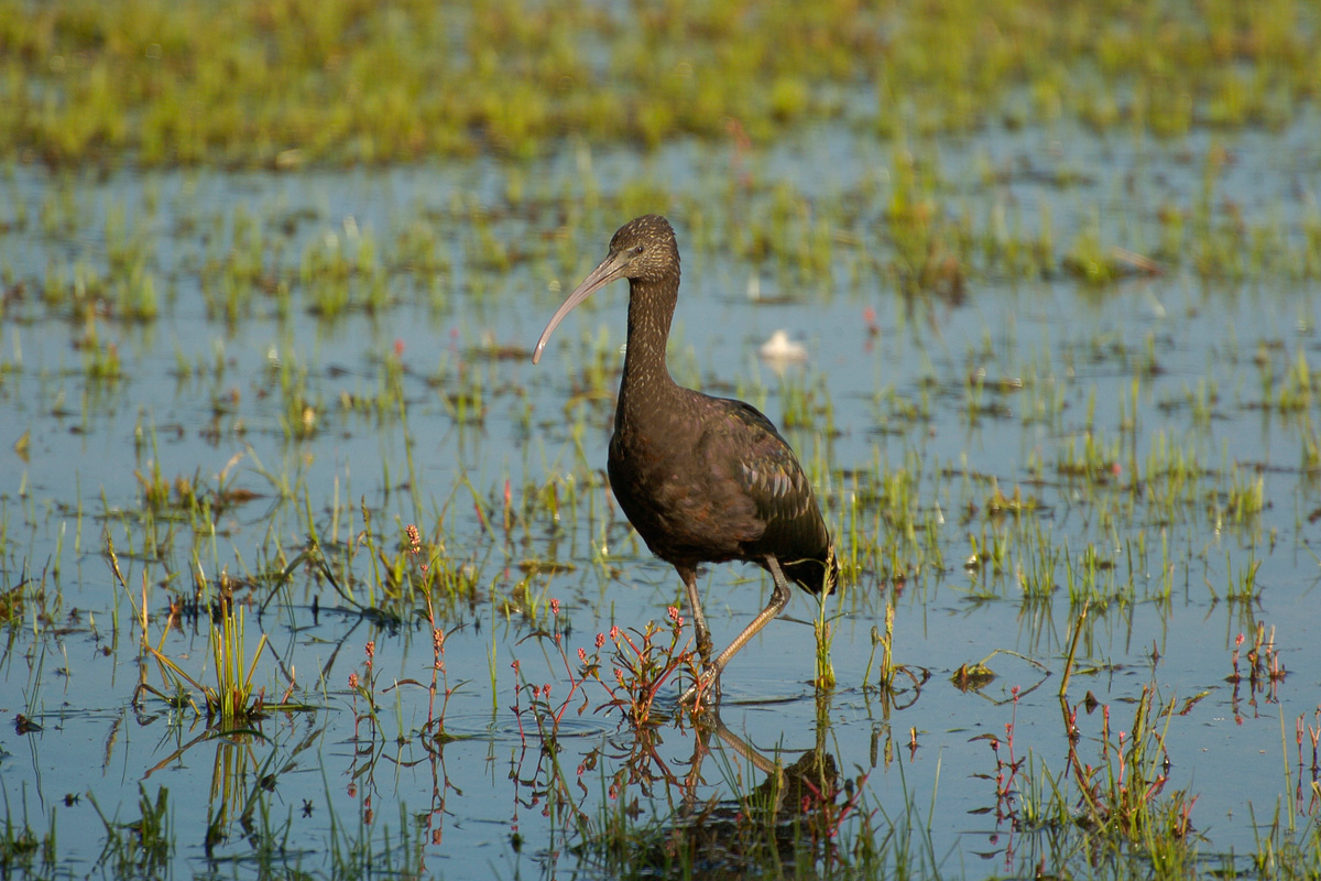 Glossy Ibis