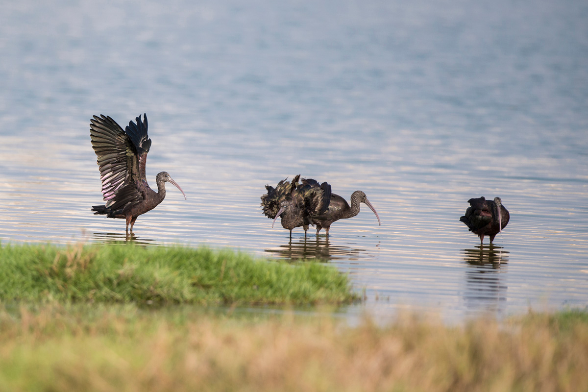 Glossy Ibis