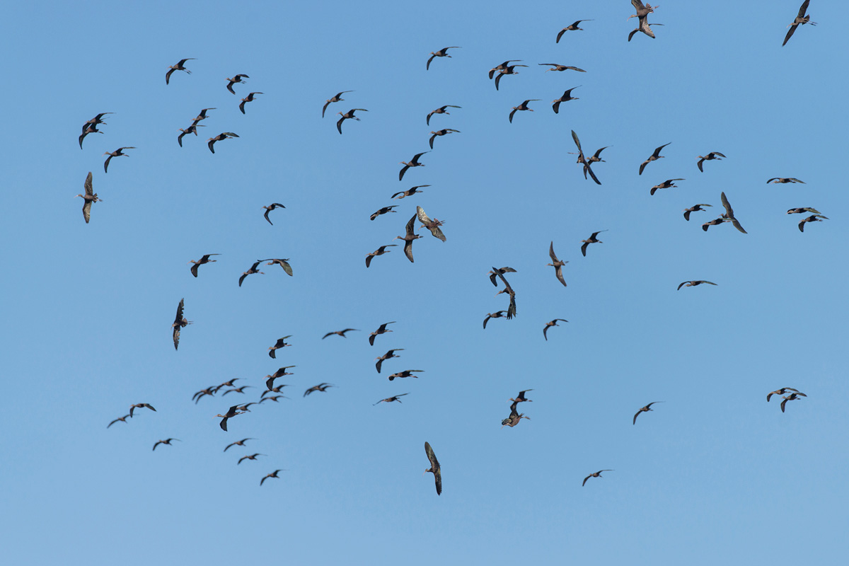 Glossy Ibis