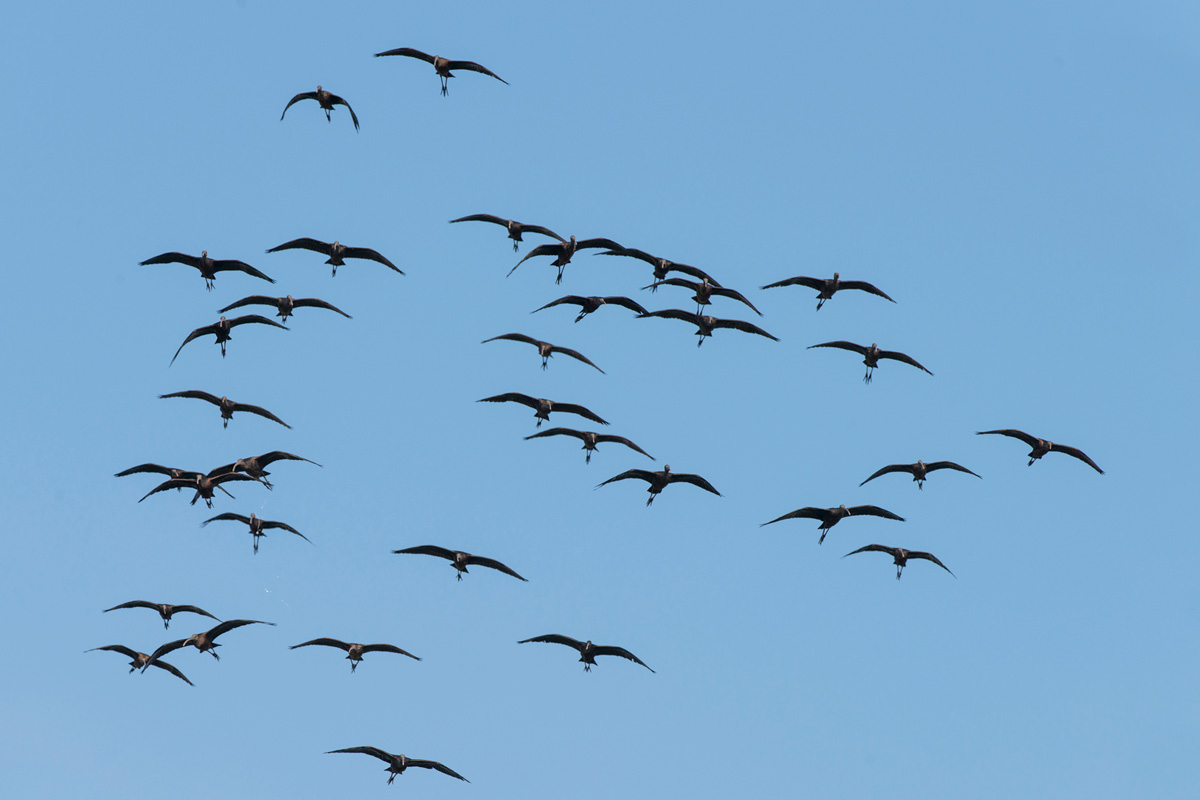 Glossy Ibis