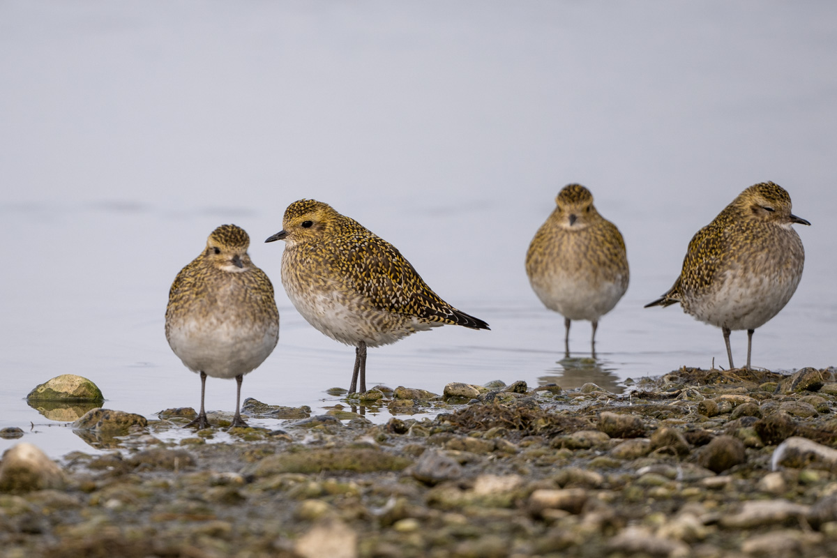 European Golden Plover