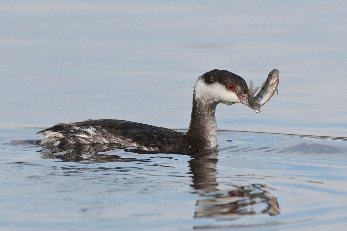 Slavonian Grebe