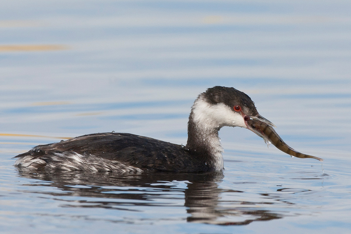 Slavonian Grebe