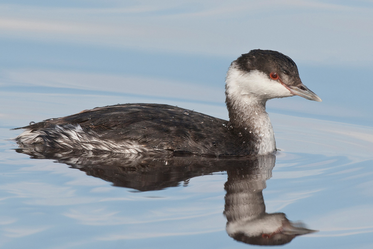 Slavonian Grebe