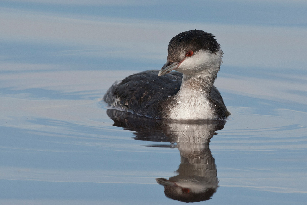 Slavonian Grebe