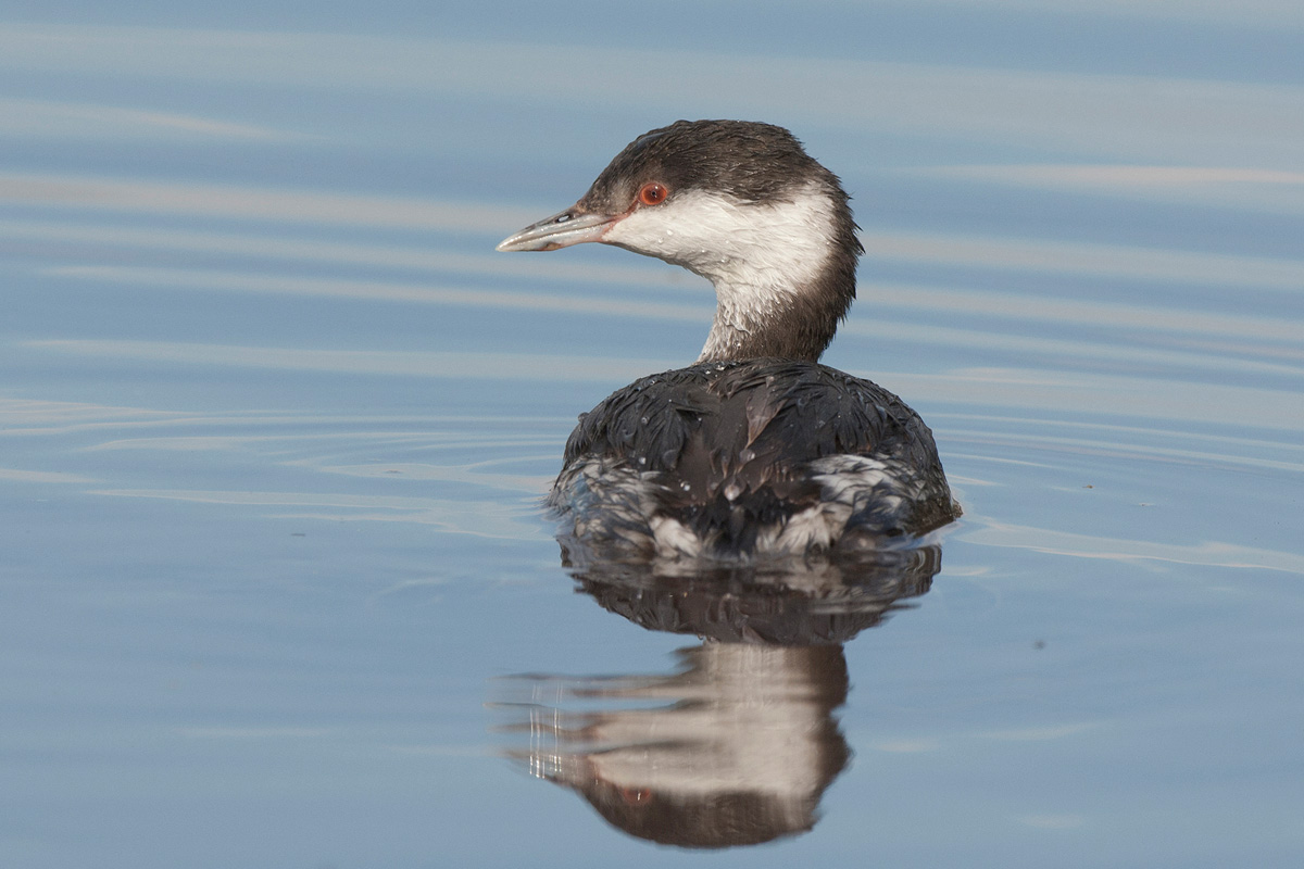 Slavonian Grebe