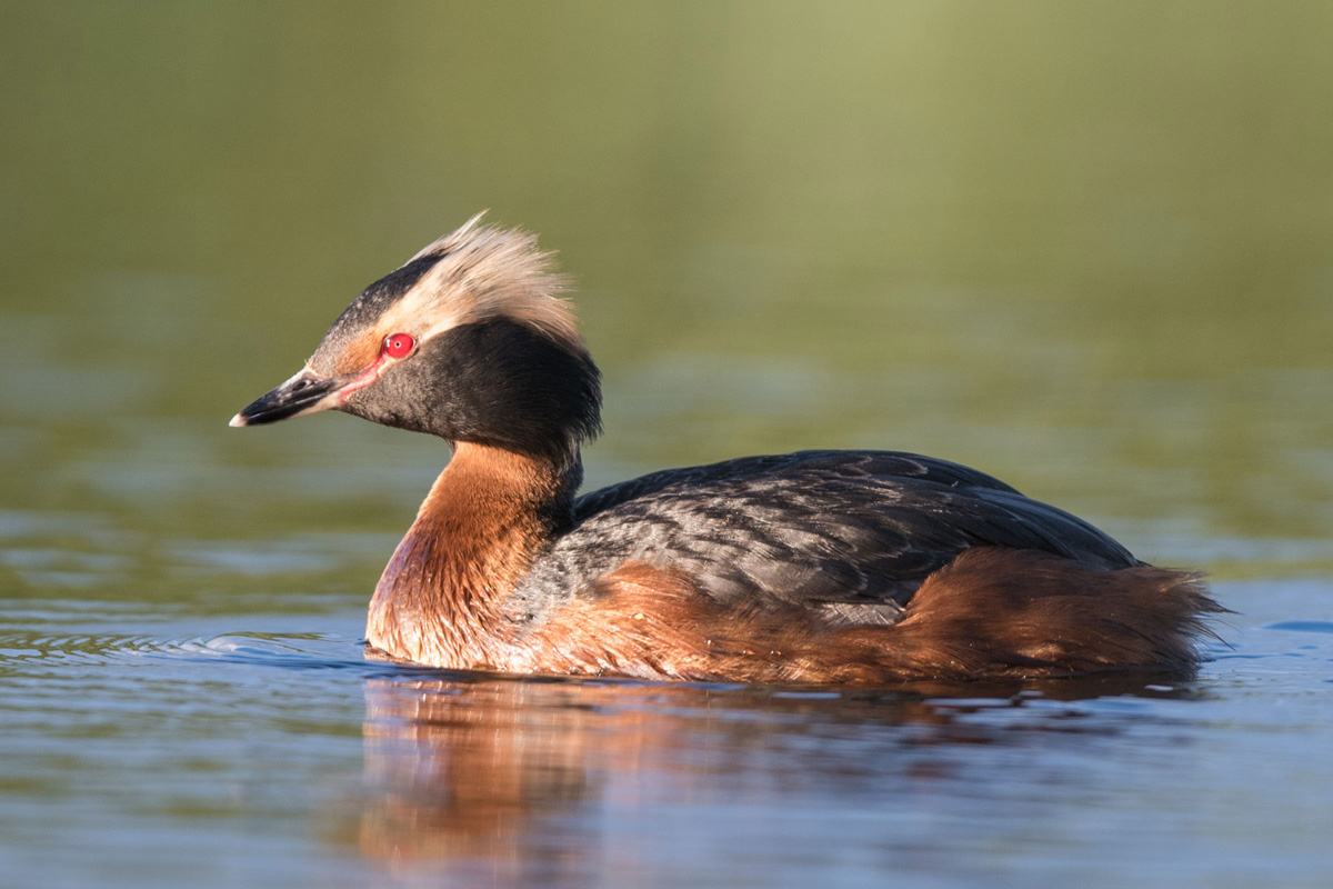 Slavonian Grebe