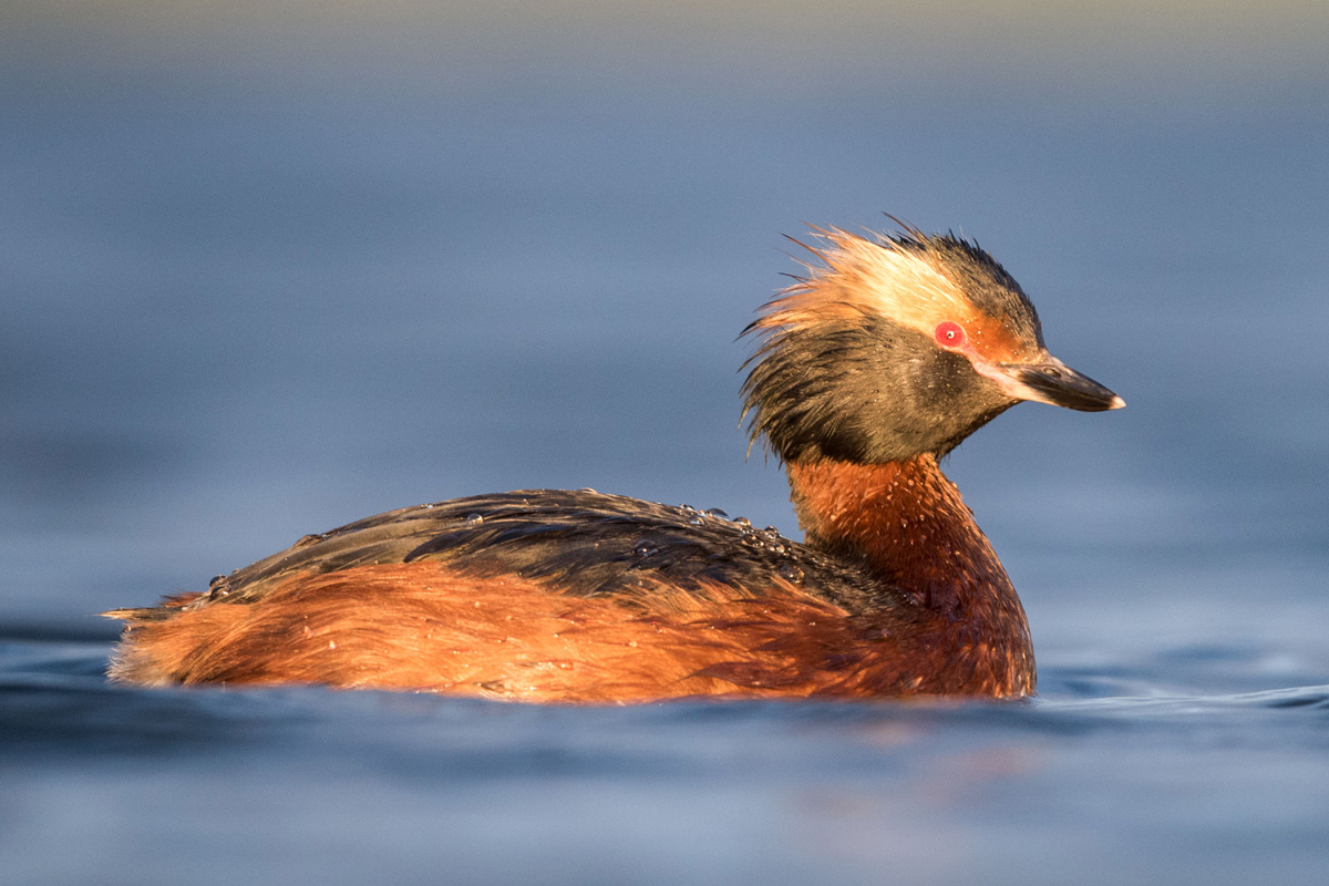 Slavonian Grebe