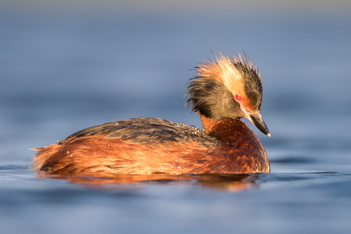 Slavonian Grebe