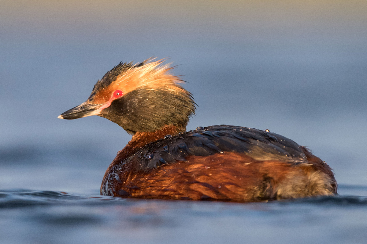 Slavonian Grebe