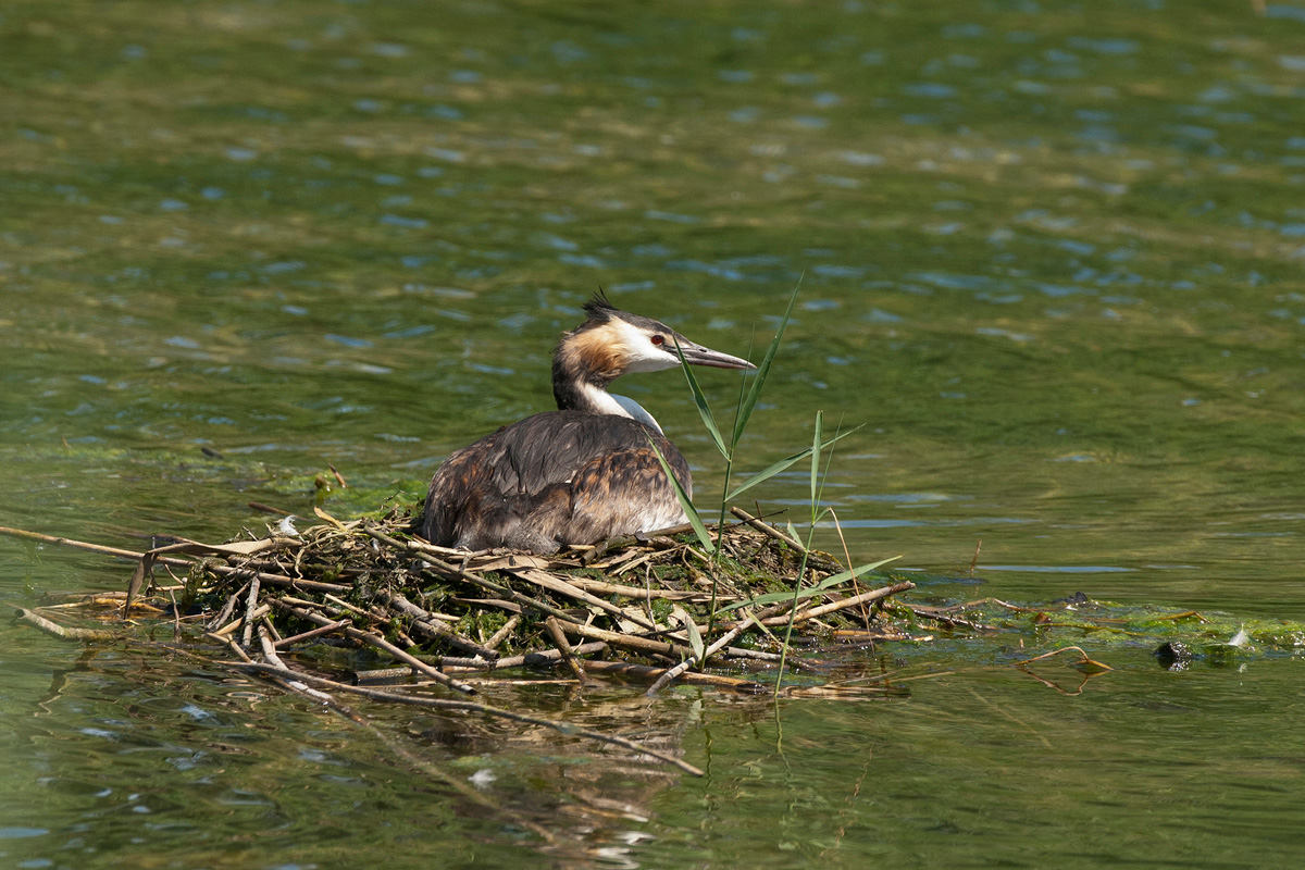 Great Crested Grebe