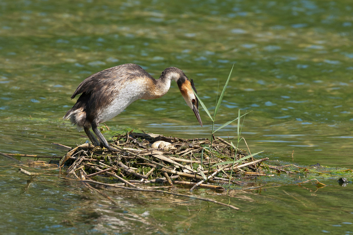 Great Crested Grebe