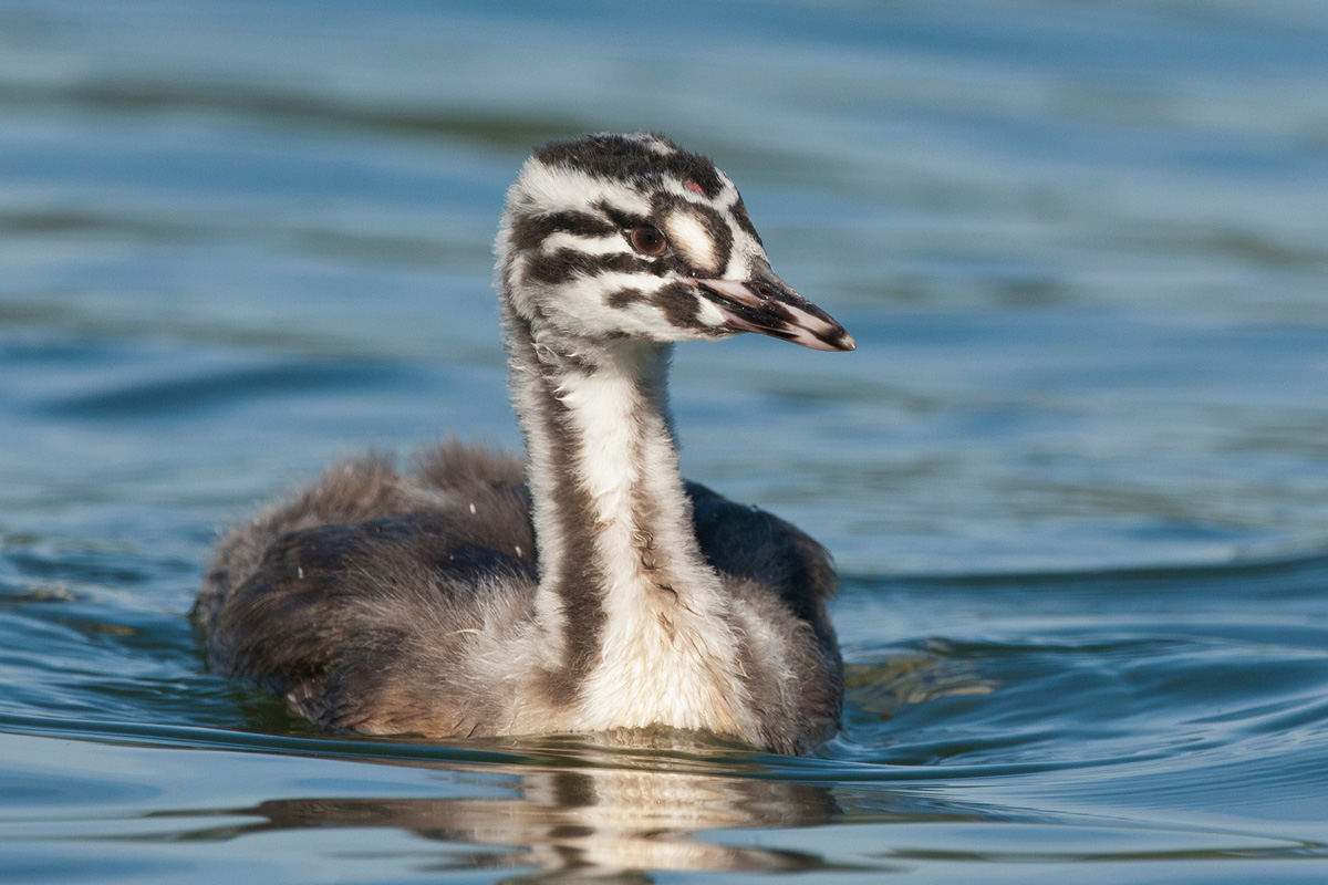 Great Crested Grebe