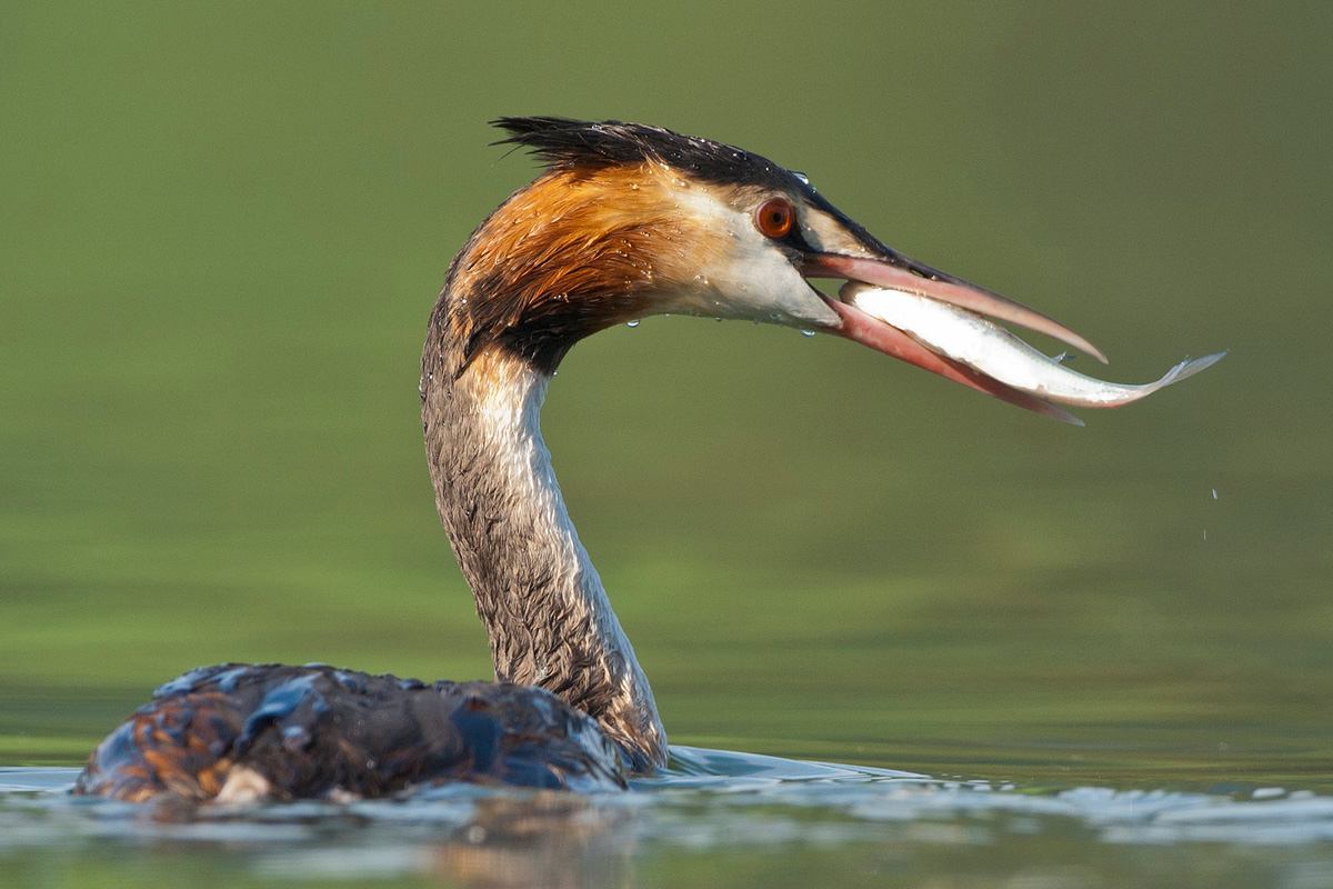 Great Crested Grebe