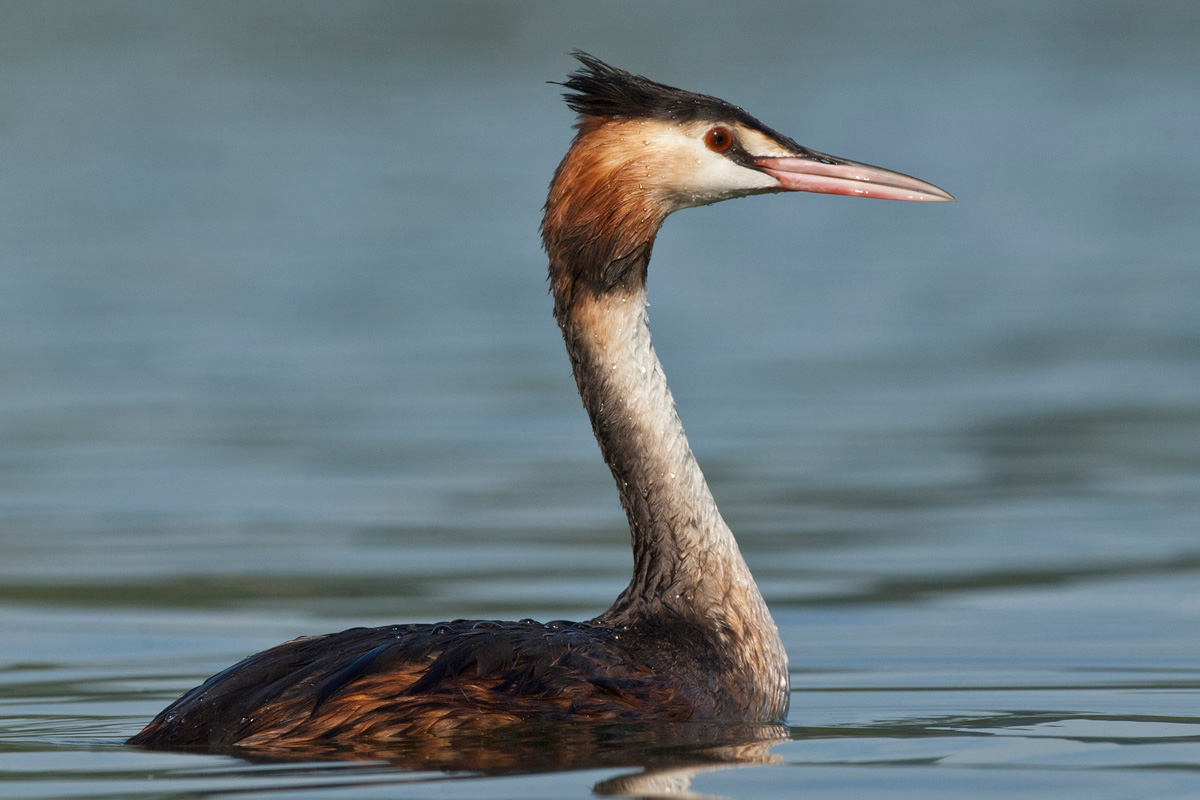 Great Crested Grebe