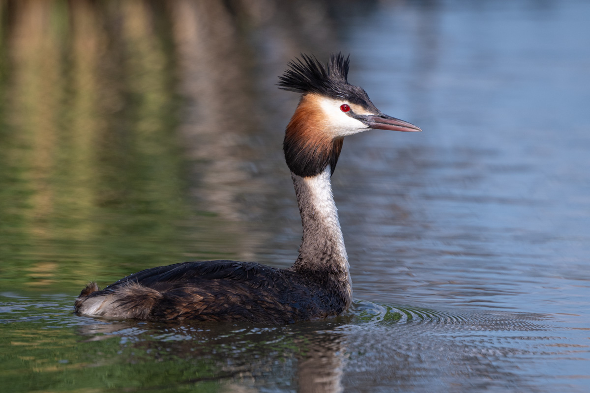 Great Crested Grebe