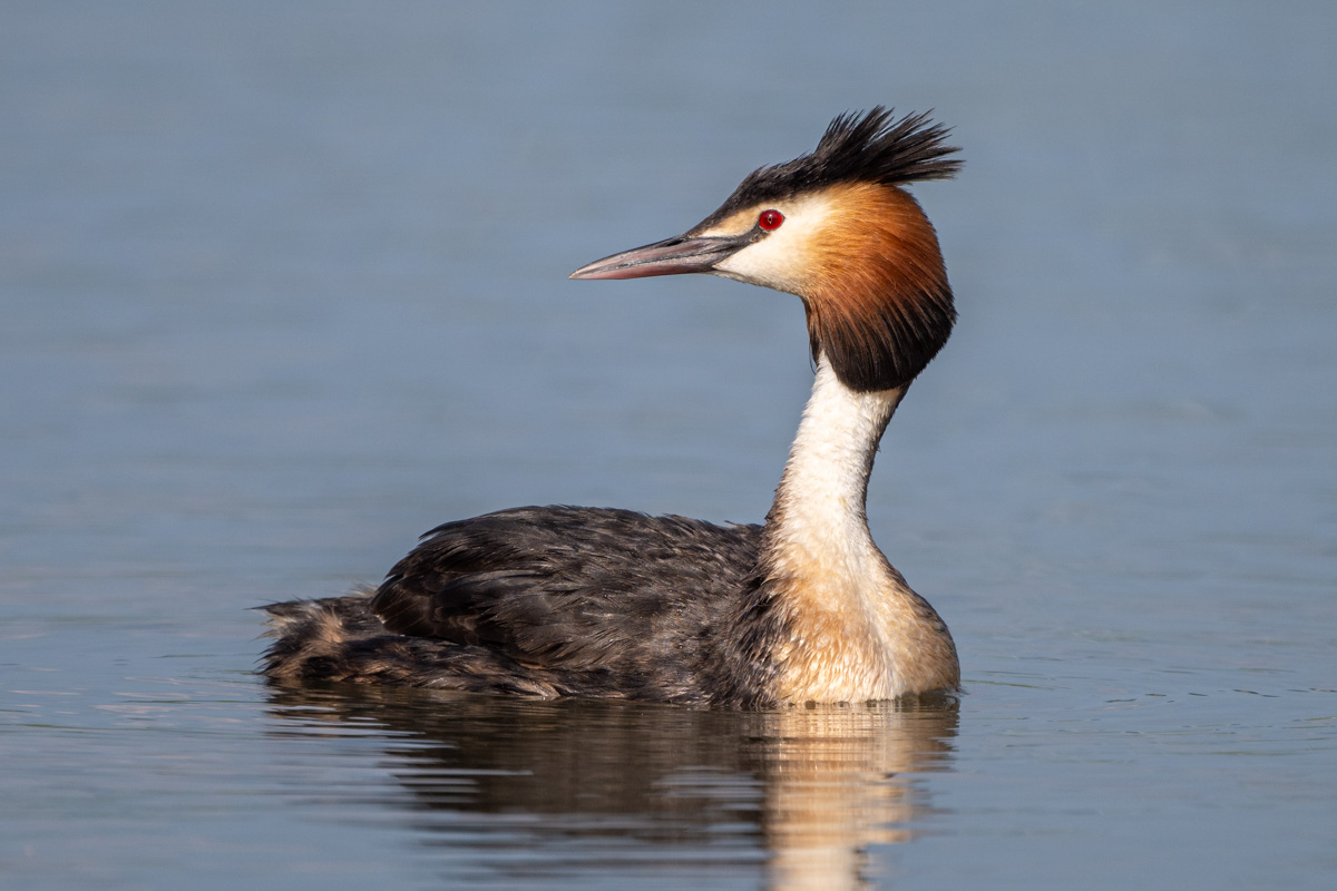 Great Crested Grebe