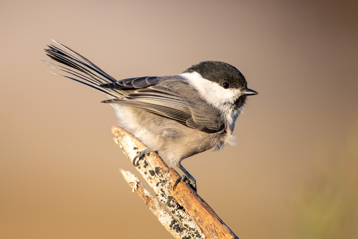 Willow Tit