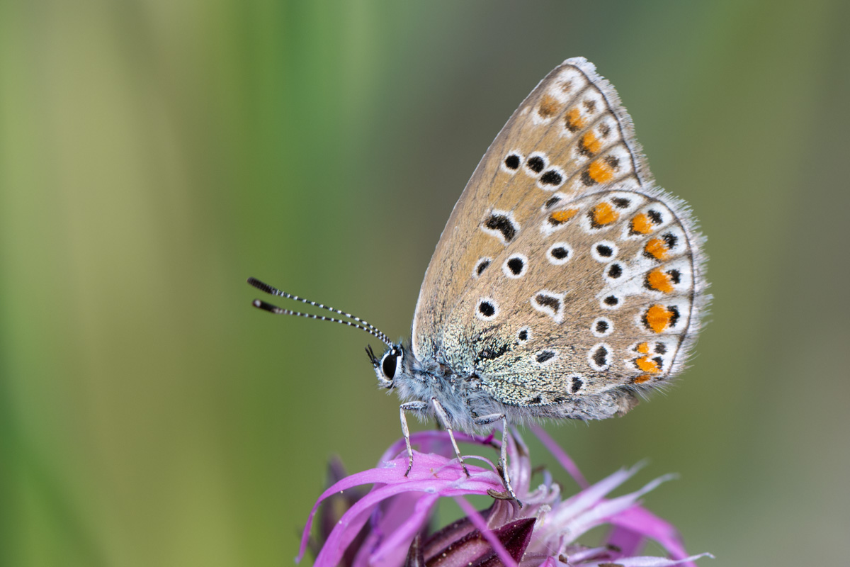 Common Blue Butterfly