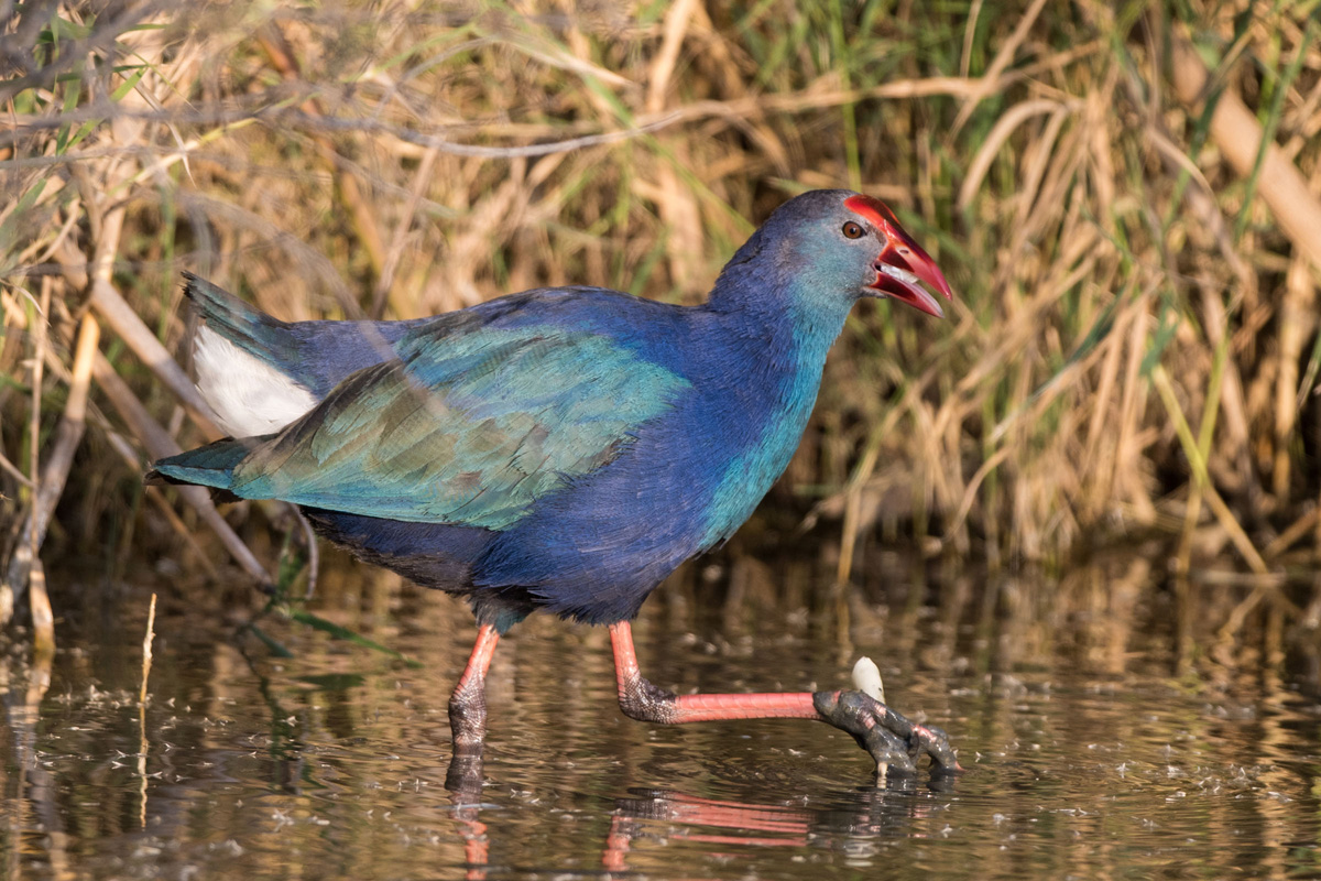 Graukopf-Purpurhuhn