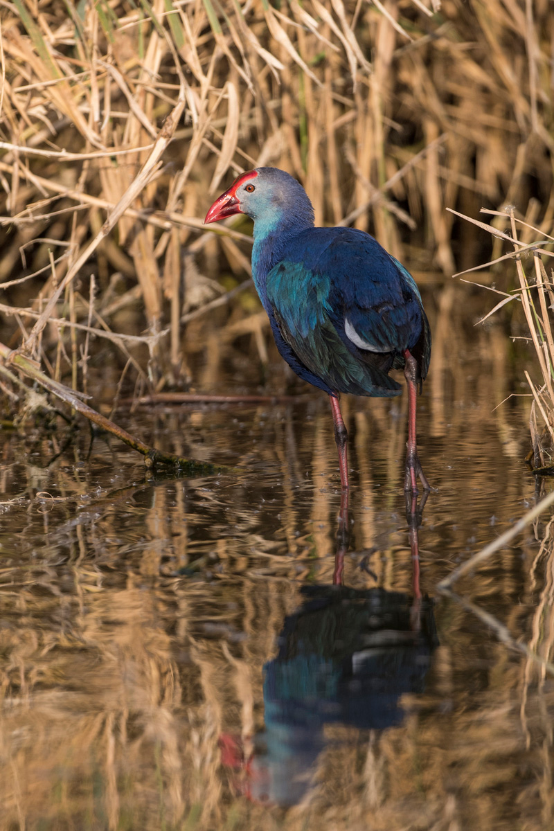 Gray-headed Swamphen