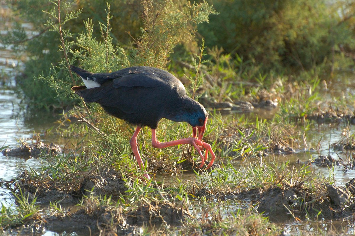 Purple Swamphen