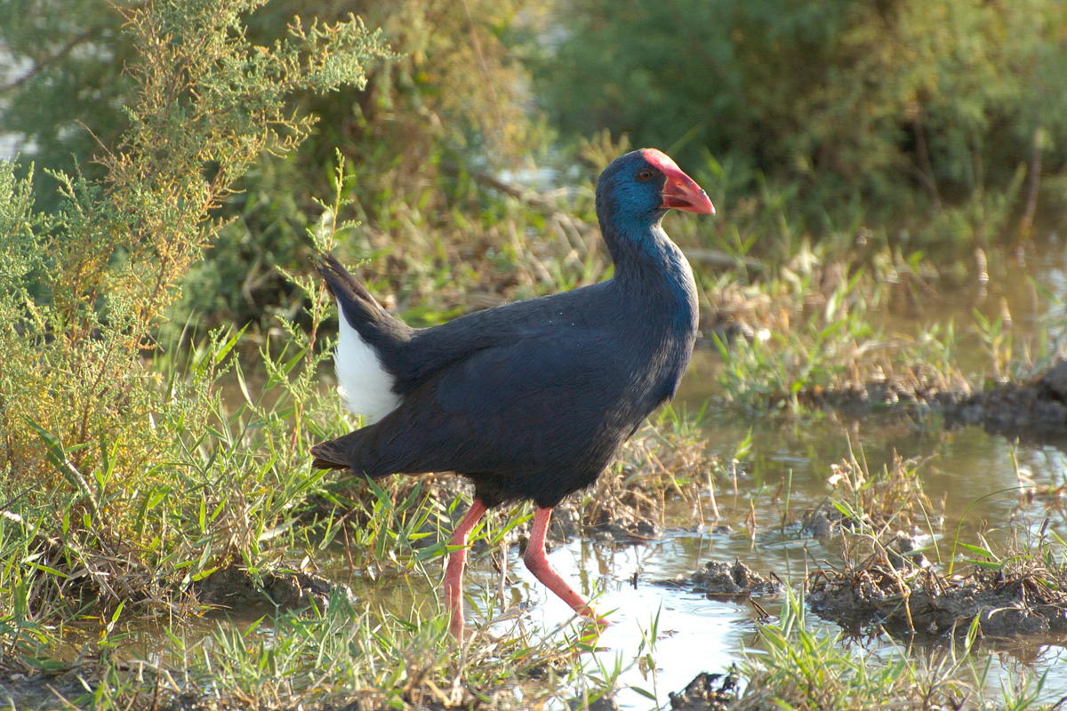 Purple Swamphen