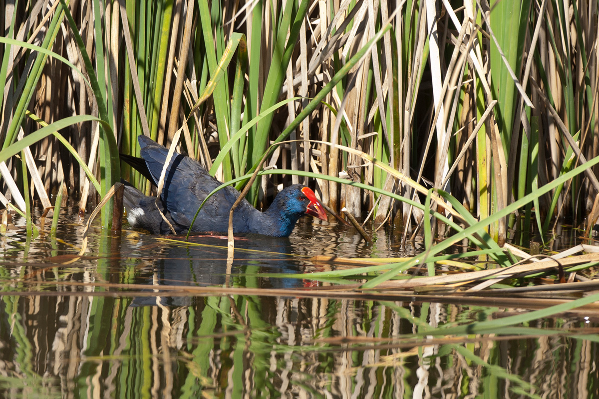 Purple Swamphen