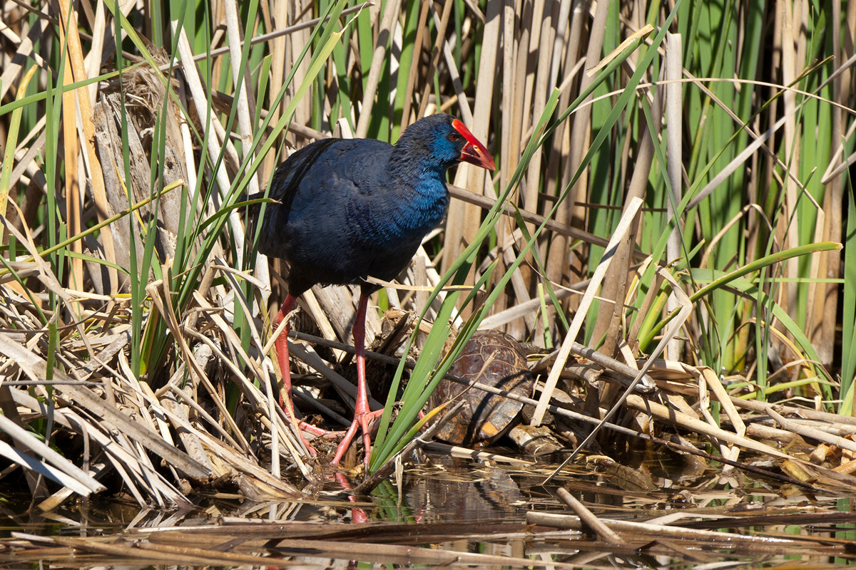 Purple Swamphen