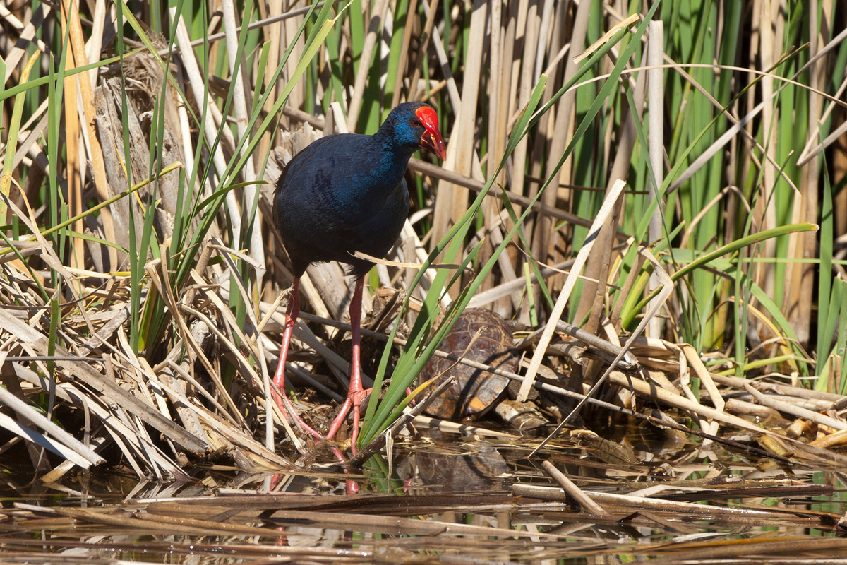 Purple Swamphen