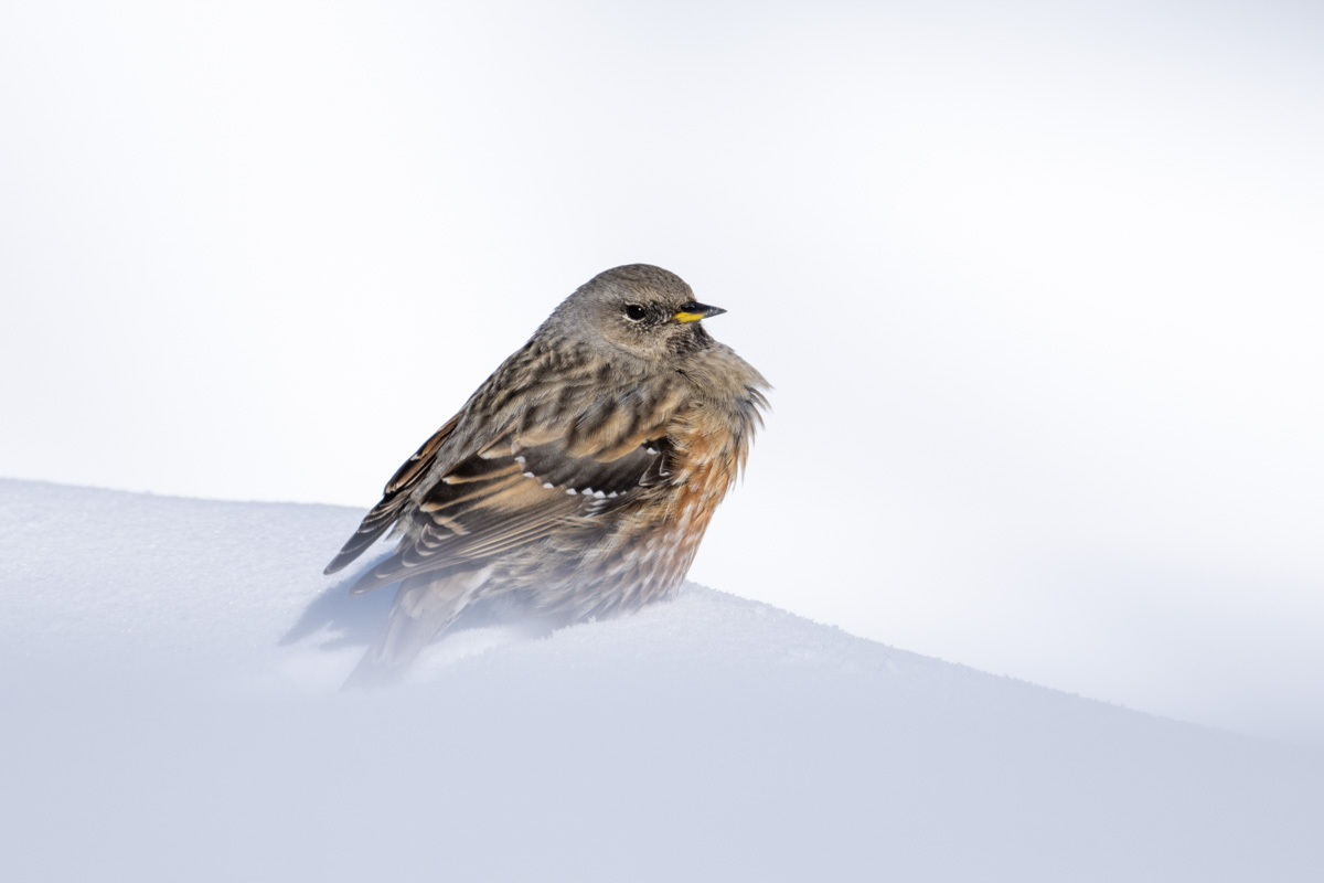 Alpine Accentor