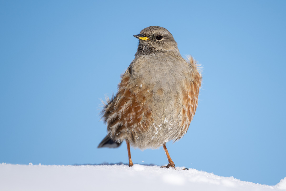 Alpine Accentor