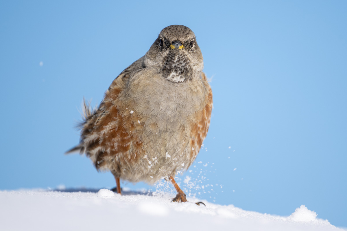 Alpine Accentor