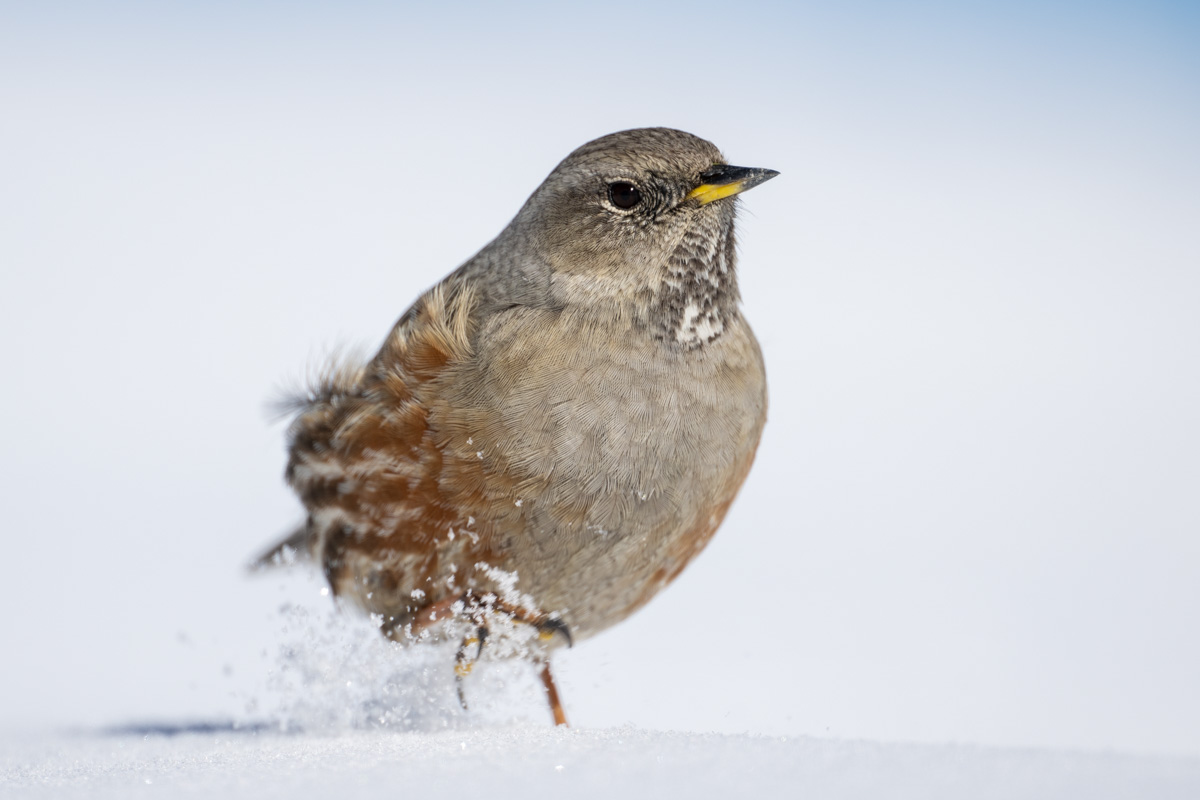 Alpine Accentor