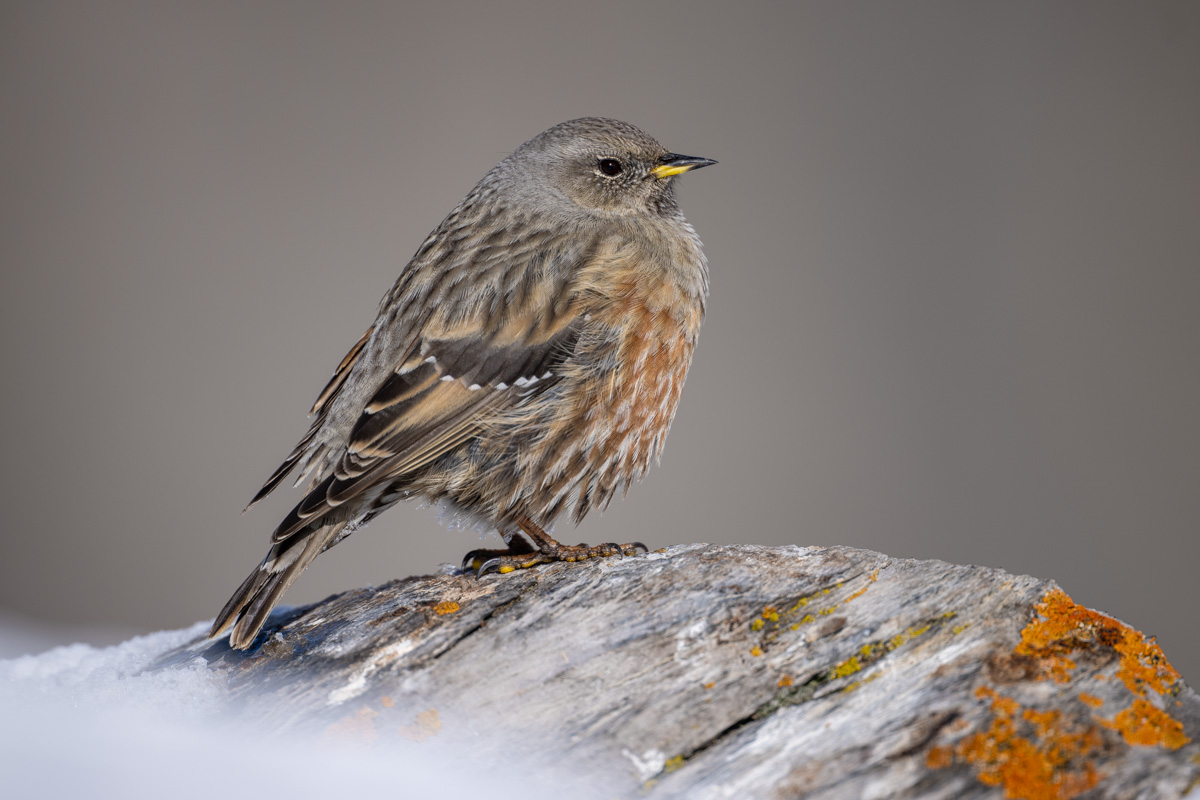 Alpine Accentor