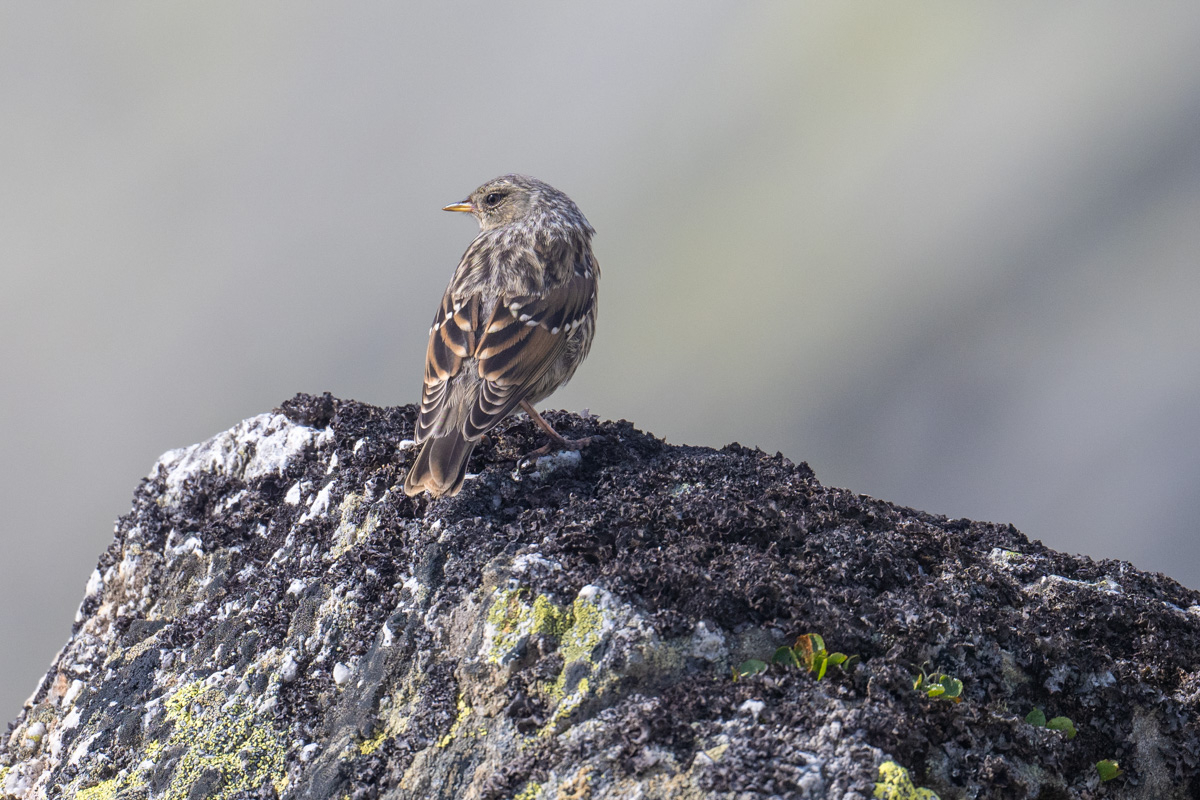 Alpine Accentor