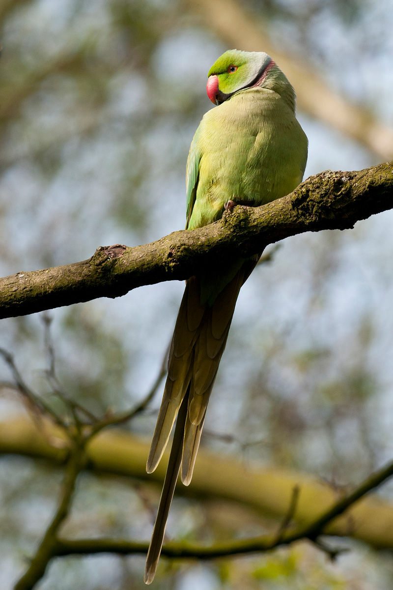 Rose-ringed Parakeet