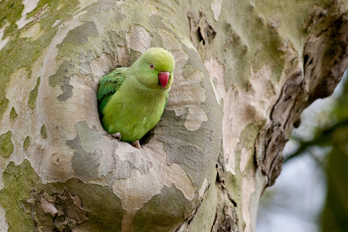 Rose-ringed Parakeet