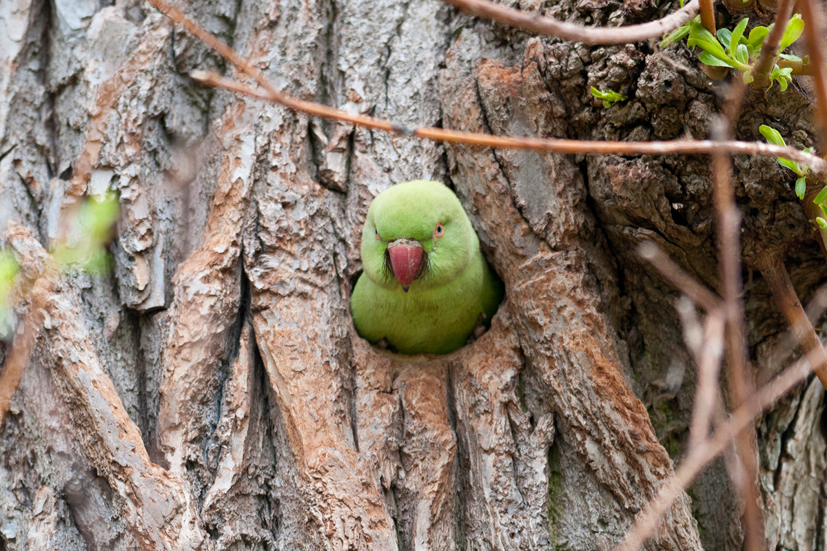 Rose-ringed Parakeet