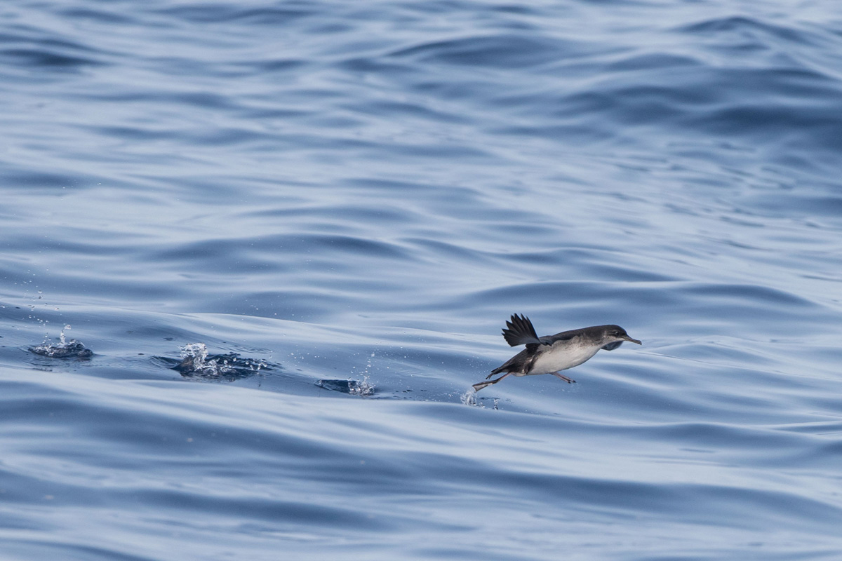 Manx Shearwater