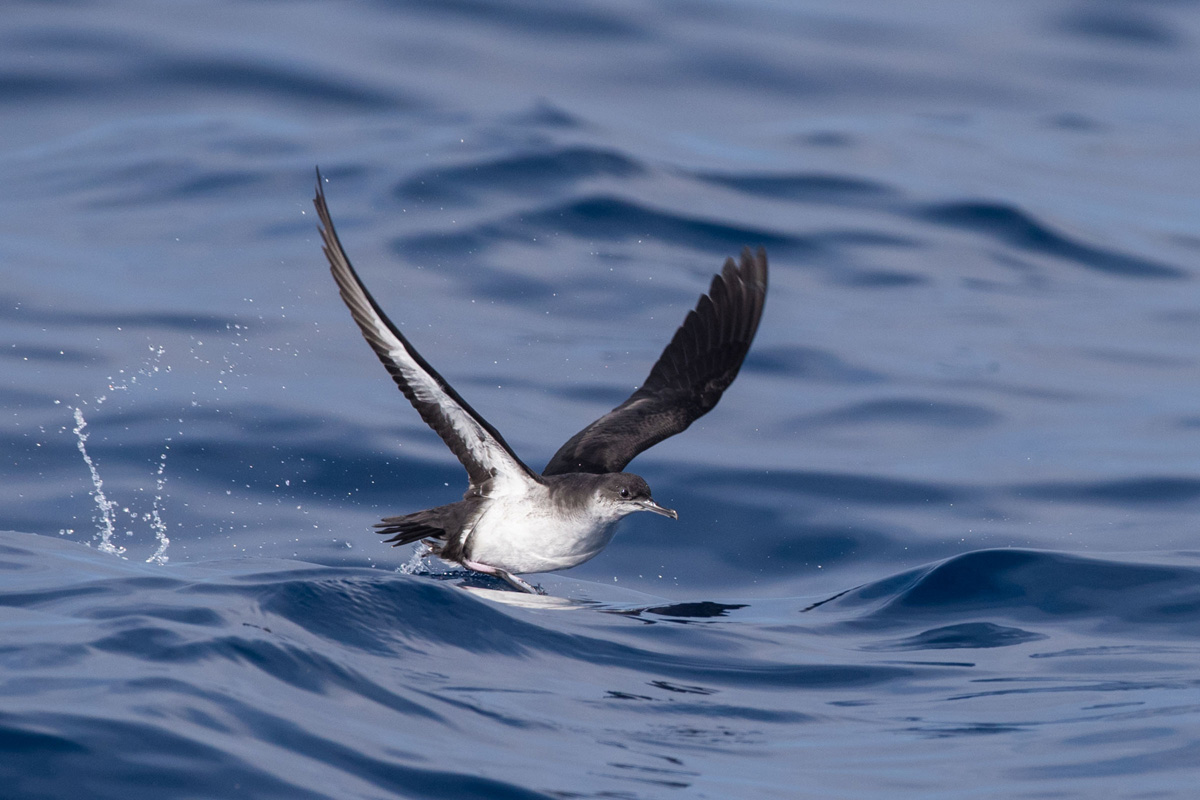 Manx Shearwater