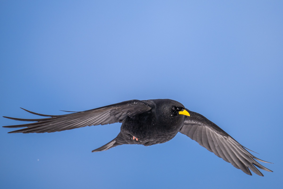 Alpine Chough