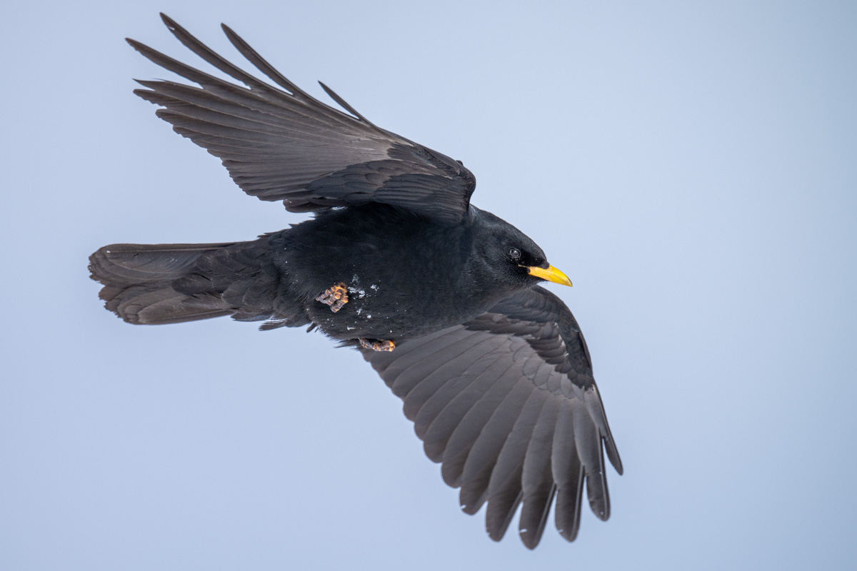 Alpine Chough