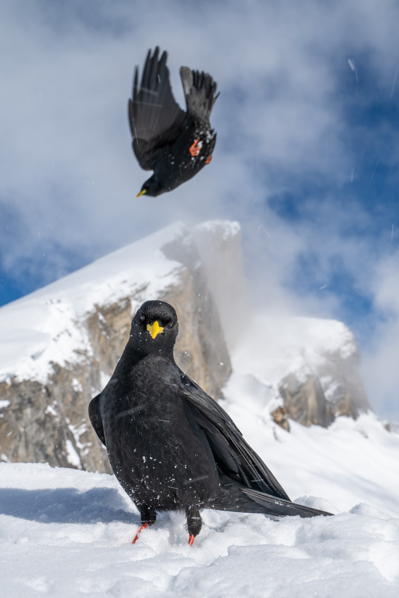 Alpine Chough