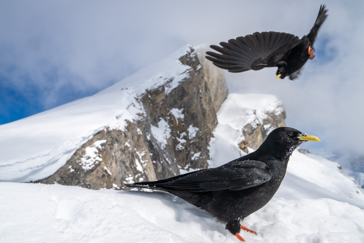 Alpine Chough