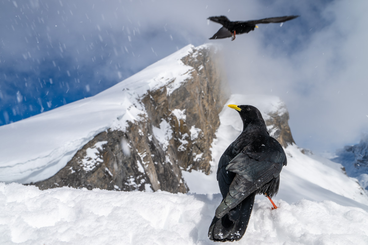 Alpine Chough